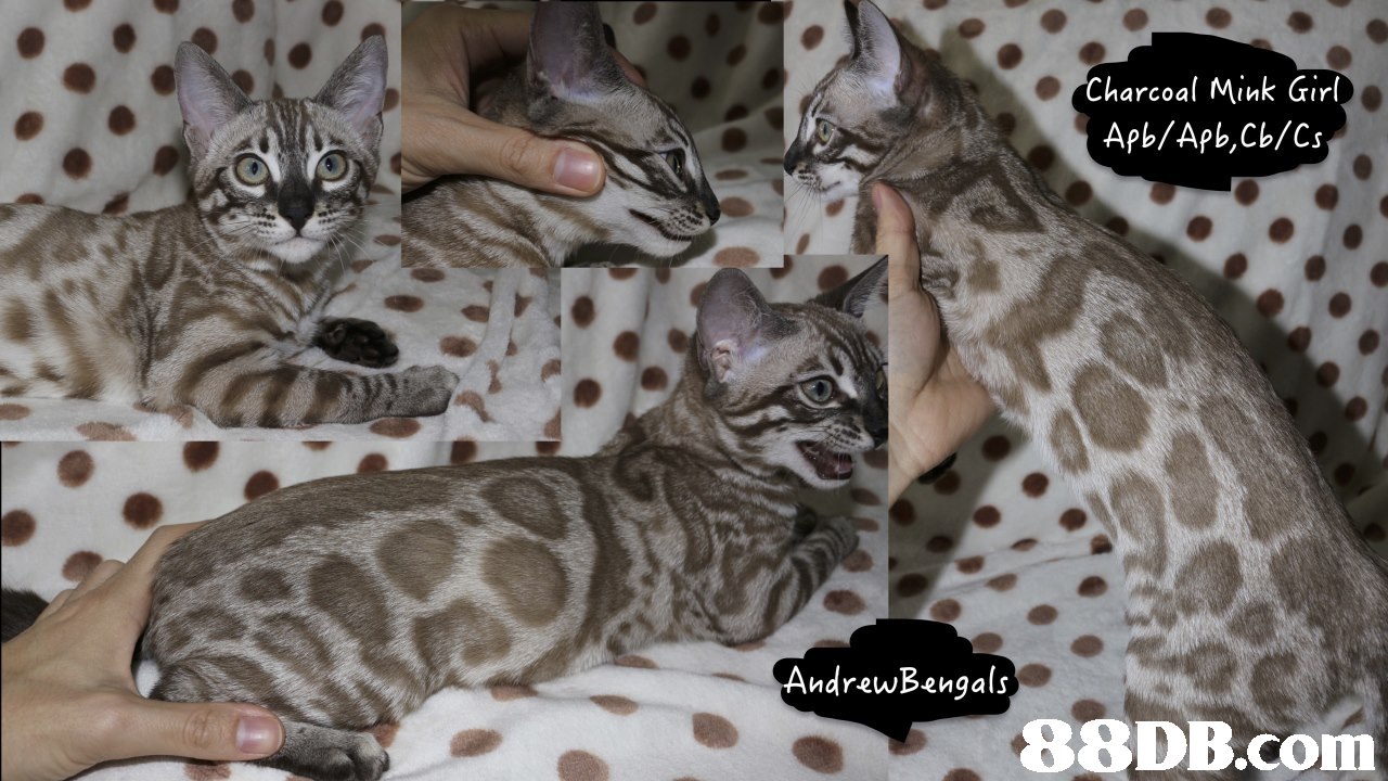 Charcoal Mink Girl AndrewBengals,cat,mammal,small to medium sized cats,cat like mammal,vertebrate