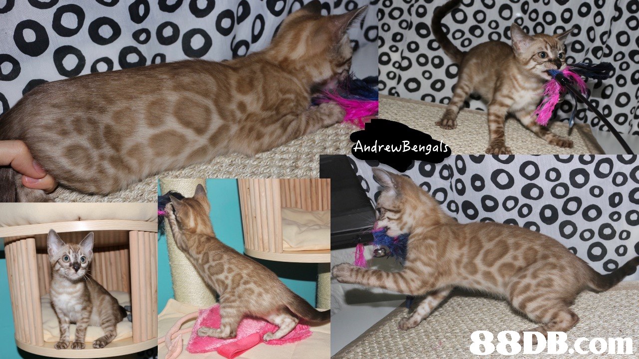 o, O AndrewBenga B8DB.Com,cat,small to medium sized cats,mammal,cat like mammal,vertebrate