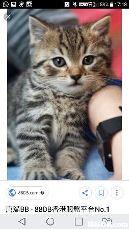 花貓 22最新9個有關花貓之價格及商戶聯絡資訊 db Hk 花貓 22最新9個有關花貓之價格及商戶聯絡資訊 db Hk