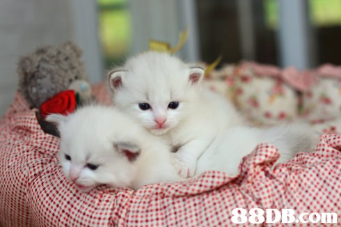 布偶貓 - 單一培育優質血統純布偶貓貓舍海豹雙色布偶貓 藍雙布偶貓BB - 香港寵物資訊 - 88DB服務平台