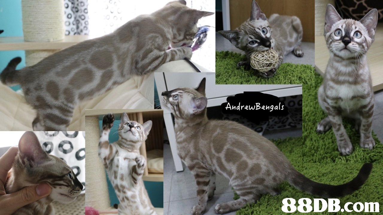 AndrewBengals,cat,fauna,mammal,small to medium sized cats,cat like mammal