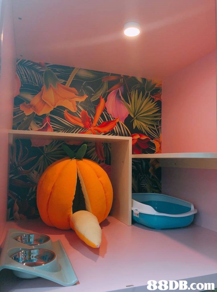   room,orange,interior design,pumpkin,table