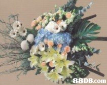 88DB.com  flower