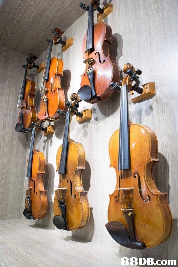   musical instrument,violin,string instrument,violin family,string instrument
