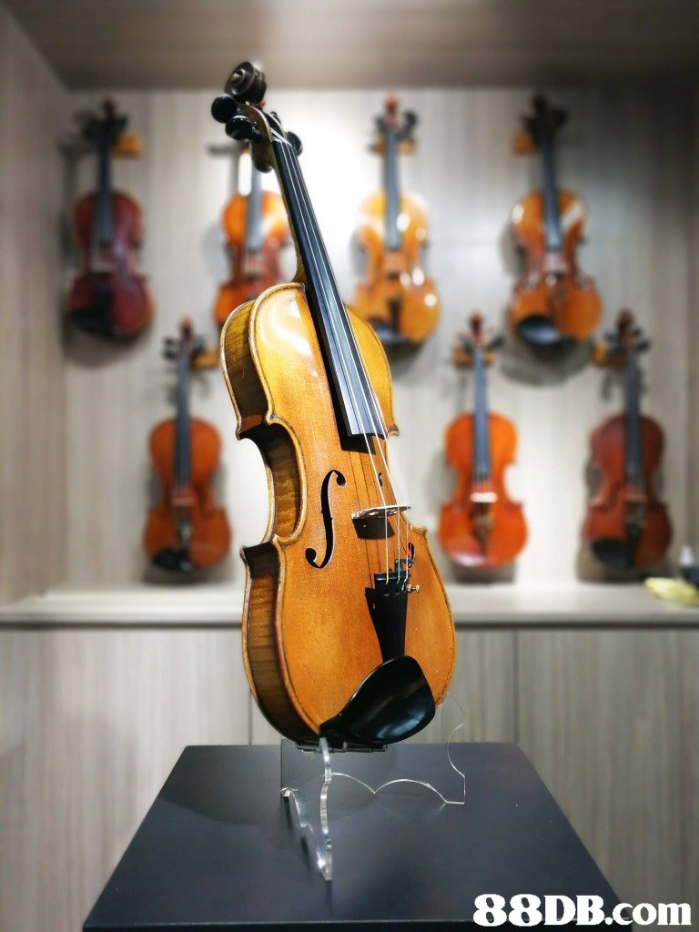   musical instrument,violin,violin family,string instrument,string instrument