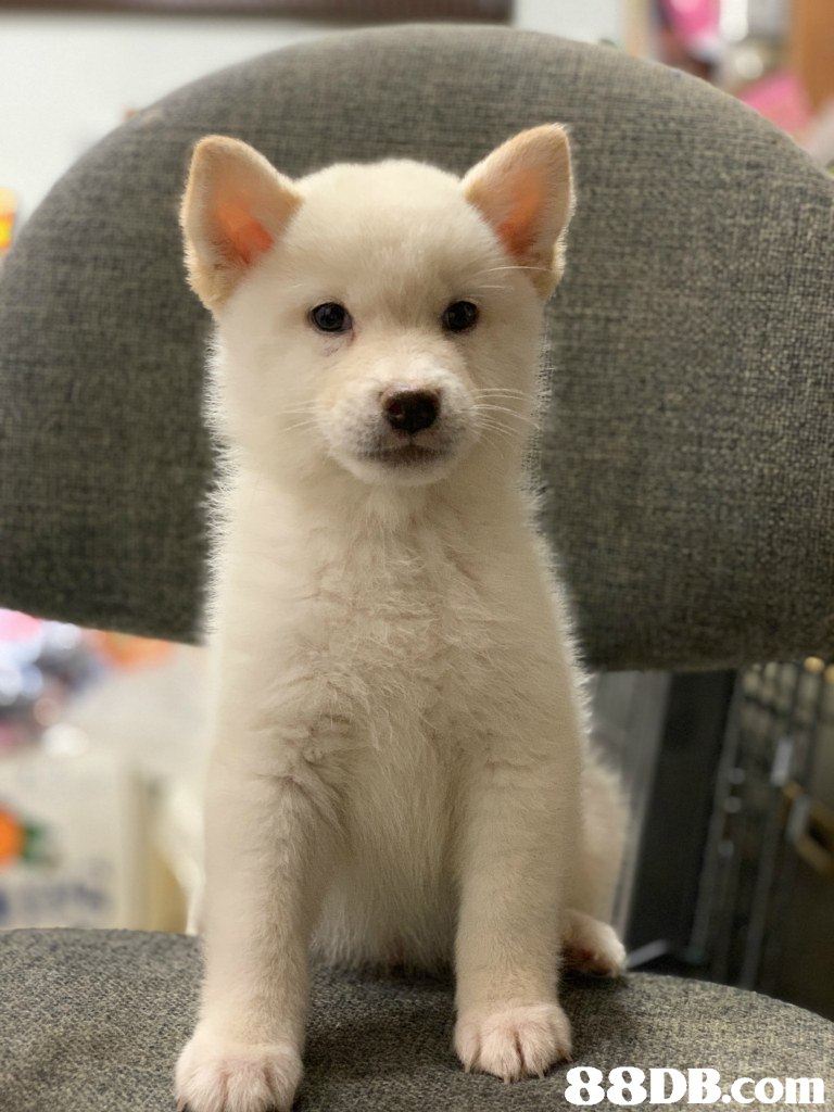 dog,dog like mammal,dog breed,mammal,dog breed group