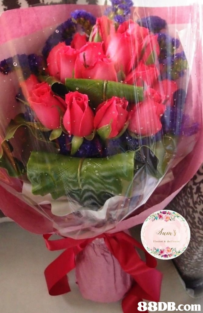 um   Flower,Bouquet,Rose,Petal,Pink