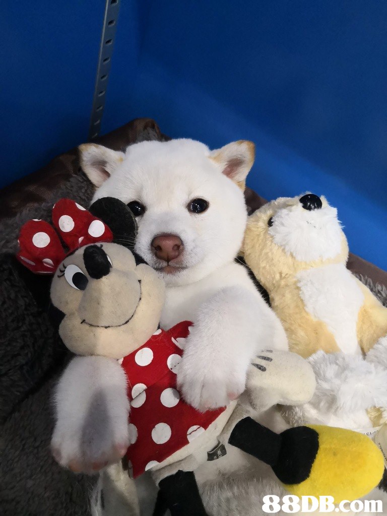   Stuffed toy,Plush,Toy,Teddy bear,Textile