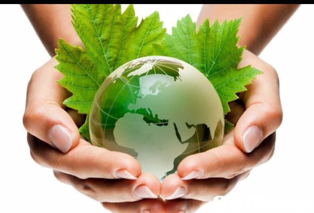  Green,Natural environment,Leaf,Herbal,Hand