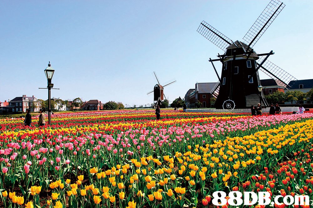 88DB.con  Flower,Windmill,Plant,Field,Spring