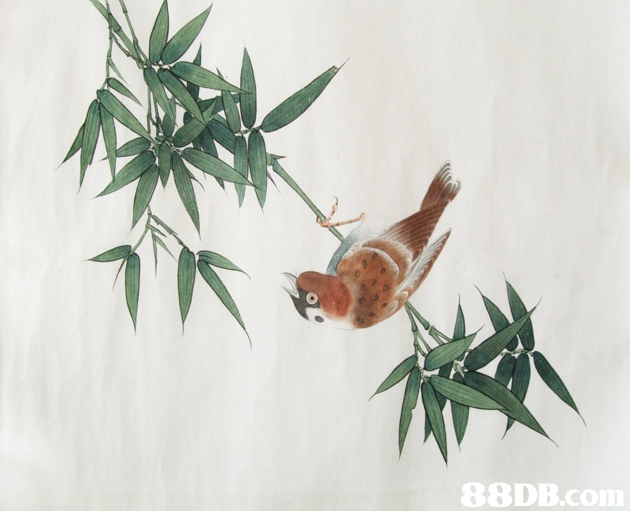 88DB.co,Botany,Organism,Leaf,Red panda,Plant