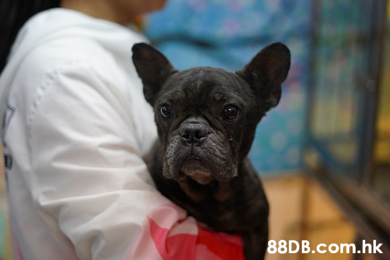 ihk,Dog,Mammal,Vertebrate,Canidae,French bulldog