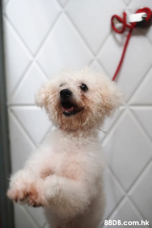 .hk,Dog,Mammal,Canidae,Dog breed,Bichon frisé
