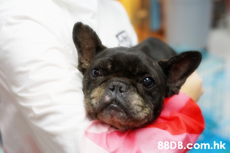 .hk,Dog,Mammal,Vertebrate,Canidae,French bulldog