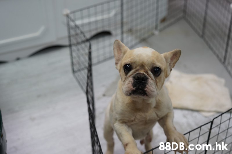 .hk,Dog,Mammal,Vertebrate,Canidae,Dog breed