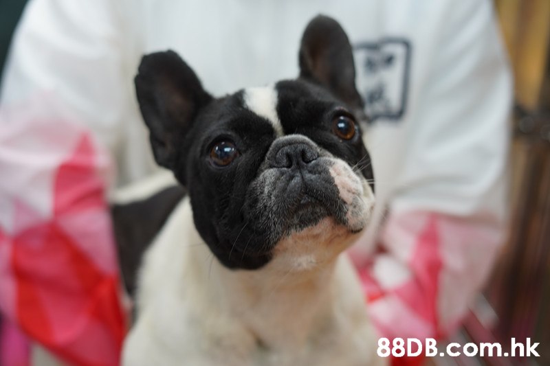 .hk,Dog,Mammal,Vertebrate,Canidae,Dog breed