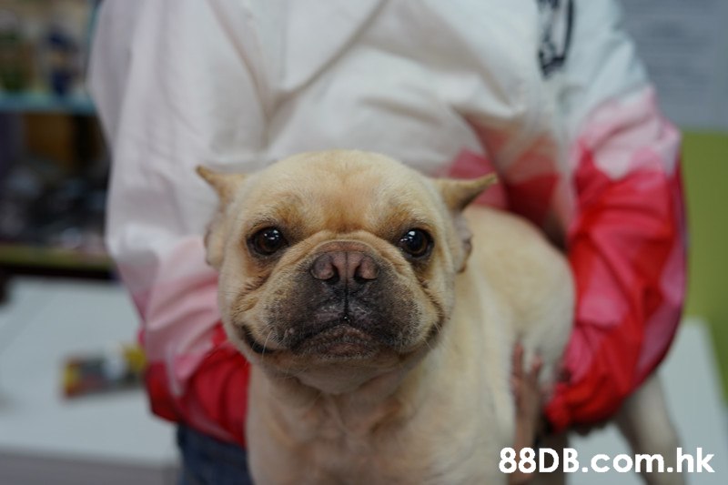 .hk,Dog,Mammal,Vertebrate,Canidae,Dog breed