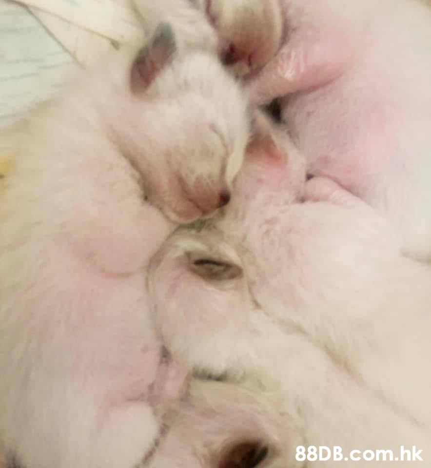 .hk  Cat,Felidae,Skin,Nose,Small to medium-sized cats
