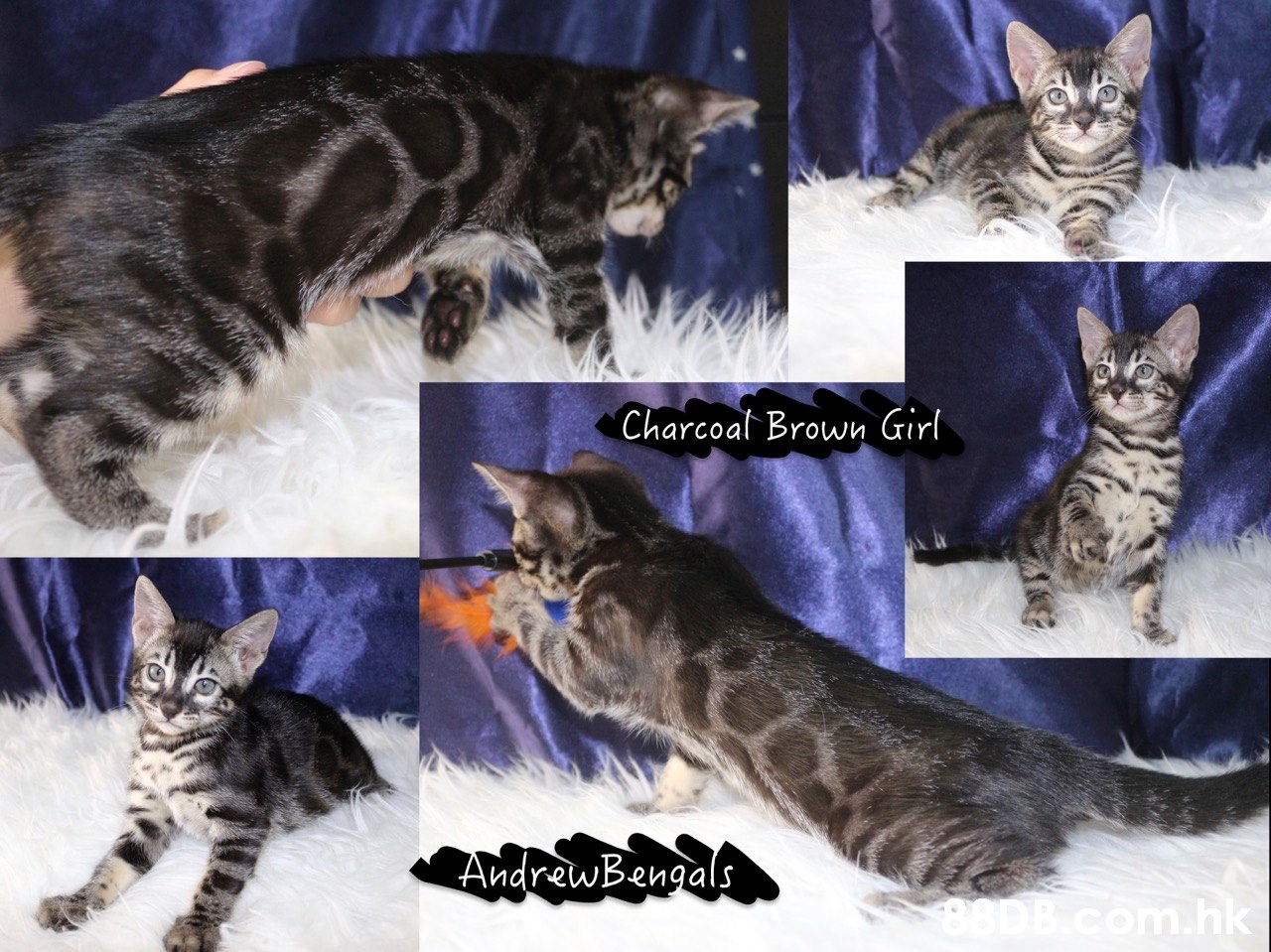 Charcoal Brown Girl AndrawBengals m.hk  Cat,Mammal,Vertebrate,Small to medium-sized cats,Felidae