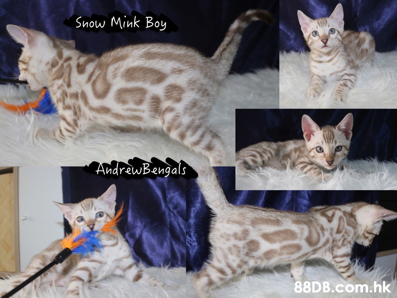 Snow Mink Boy AndrewBengals .hk  Cat,Mammal,Vertebrate,Small to medium-sized cats,Felidae