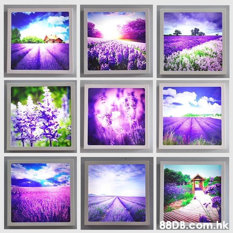 88DB.Com.hk  Purple,Violet,Lavender,Lilac,Sky