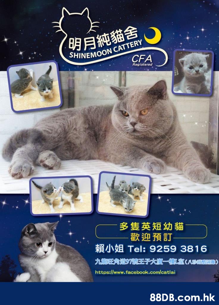 明月純貓舍 SHINEMOON CATTERY CFA Registered 多隻英短幼貓 -歡迎預訂, 賴小姐 Tel: 9259 3816 九龍E角道97號王于大廈一樓室(八珍隔離) https://www.facebook.com/catlai .hk,Cat,Small to medium-sized cats,Felidae,Domestic short-haired cat,British shorthair