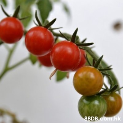 .hk  Cherry Tomatoes,Solanum,Tomato,Fruit,Plant
