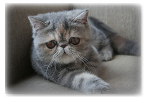  Adorable Cat Hiding Under Couch: Why Your Cat Hiding Under Couch is More Common Than You Think